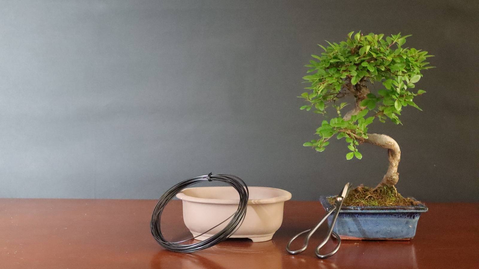 Il blog di Stagioni Bonsai