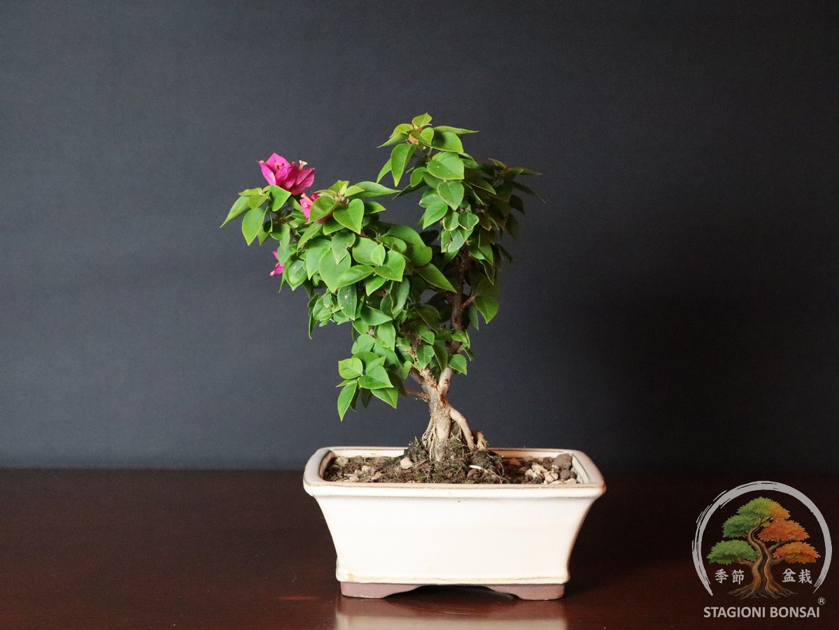 Bougainvillea mini Thai (25-004) - immagine 3