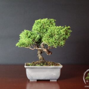 Bonsai di Ginepro cinese Stagioni Bonsai