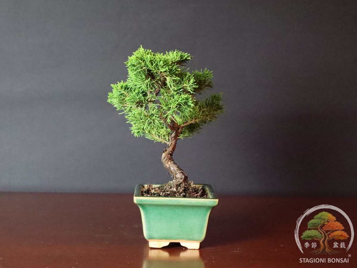 Juniperus Chinensis - Ginepro (25-013) - immagine 4