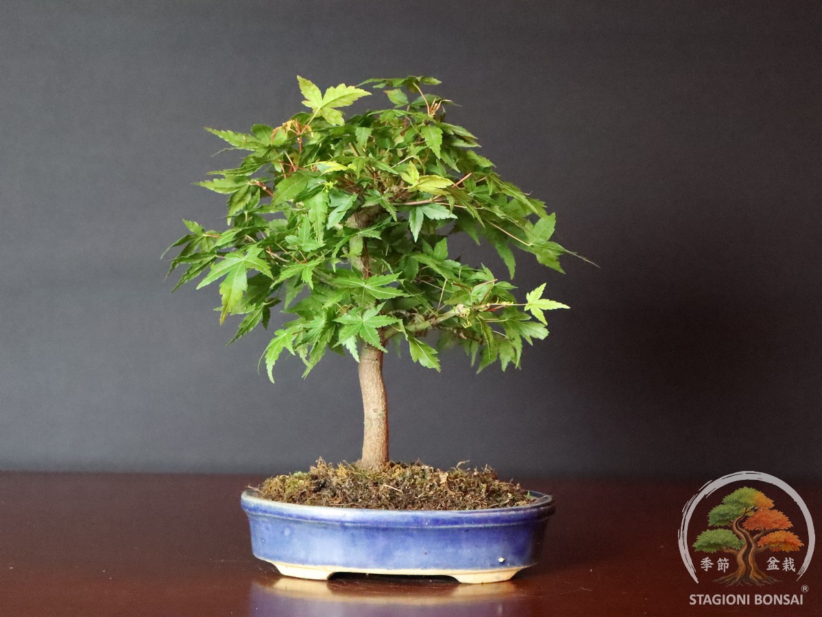 Acer palmatum Yamamomiji – Acero palmato (25-022) - immagine 3