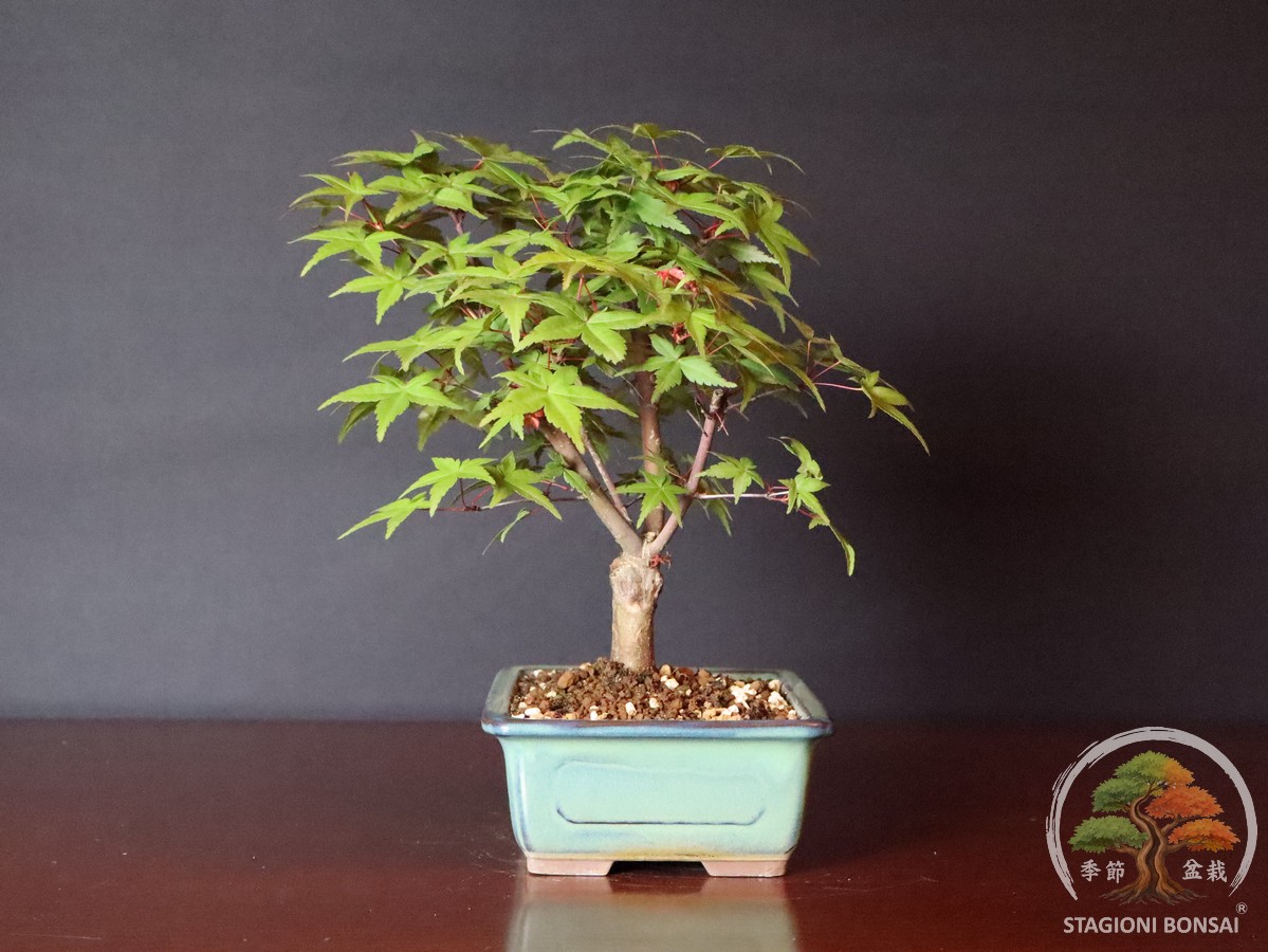 Acer palmatum deshojo – Acero palmato (25-023) - immagine 4