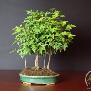 Acer buergerianum - boschetto di acero tridente bonsai