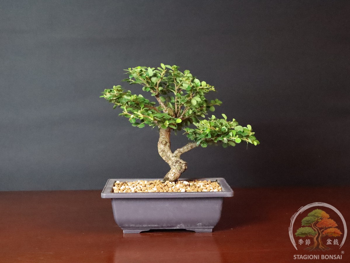 Cotoneaster horizontalis - caducifoglia (25-037) - immagine 2