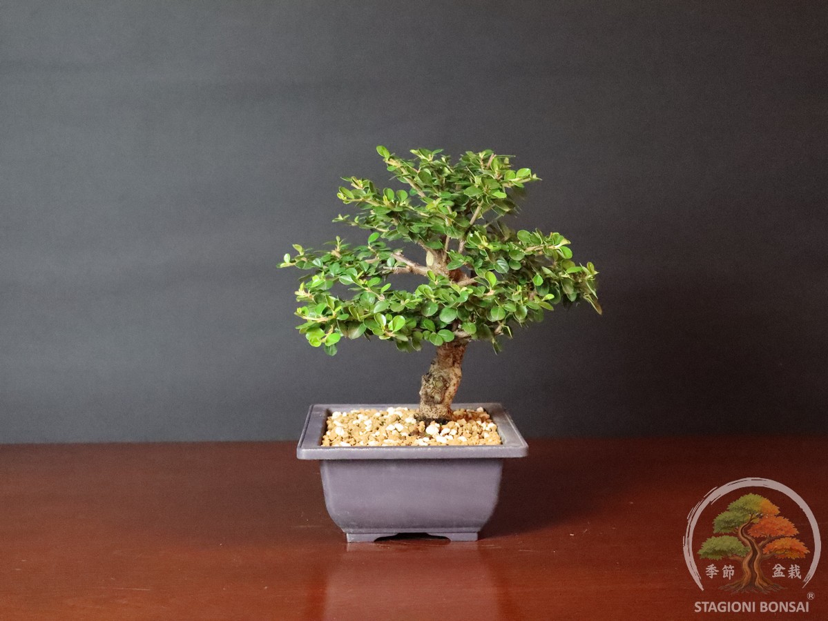 Cotoneaster horizontalis - caducifoglia (25-037) - immagine 3