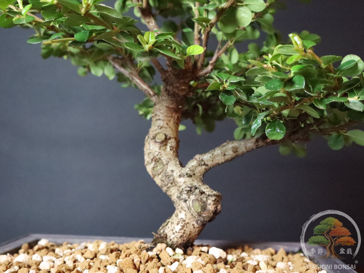Cotoneaster horizontalis - caducifoglia (25-037) - immagine 4