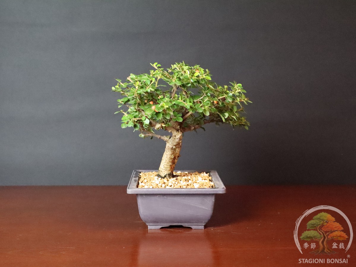 Cotoneaster horizontalis - caducifoglia (25-040) - immagine 3