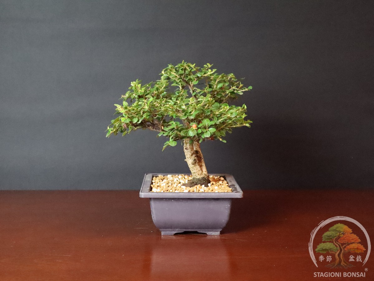 Cotoneaster horizontalis - caducifoglia (25-040) - immagine 5