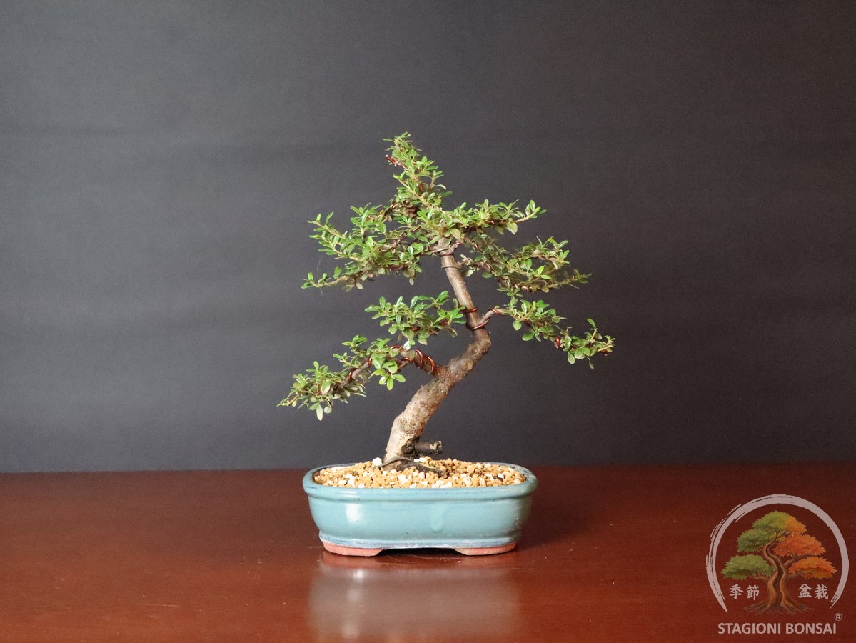 Cotoneaster horizontalis - sempreverde (25-043) - immagine 2