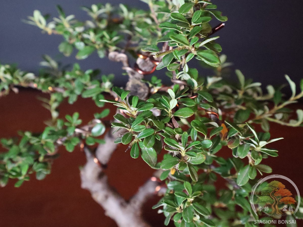 Cotoneaster horizontalis - sempreverde (25-043) - immagine 6