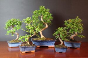 Bonsai da interno: la nuova grande novità di Stagioni Bonsai