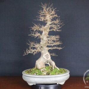 Celtis australis bonsai Bagolaro del 1998 con frutti eduli