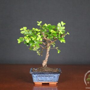 Bonsai di Zelkova, detto Olmo cinese, ideale per ambienti interni. Pianta resistente e vigorosa, proposta in vaso da 12 cm, perfetta anche come regalo.
