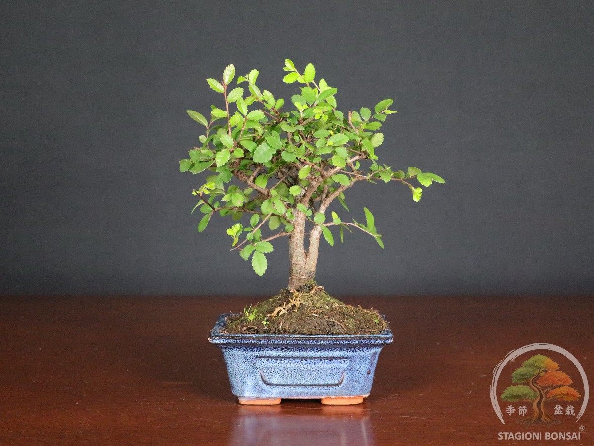 Bonsai di Zelkova (Olmo cinese) - vaso 12cm - immagine 3