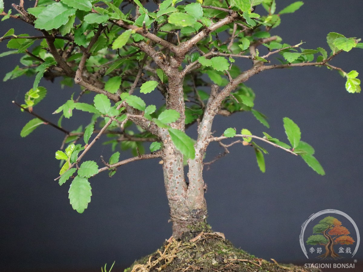 Bonsai di Zelkova (Olmo cinese) - vaso 12cm - immagine 4