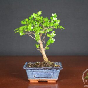 Bonsai di Zanthoxylum piperitum (Pepe di Sichuan) - vaso 12cm