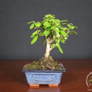 Carmona macrophylla, detta Fukien Tea Tree, bonsai da interno elegante con possibili fioriture. Pianta più delicata, adatta a chi cerca cura e stabilità.