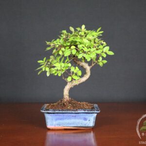 Zelkova, detta Olmo cinese, bonsai da interno con tronco già lavorato e impostato. Proposta in vaso da 15 cm, adatta a casa, ufficio o negozio.