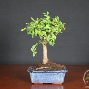 Zelkova, detta Olmo cinese, bonsai da interno equilibrato e adattabile. Proposta in vaso da 15 cm, ideale per casa, ufficio o negozio.