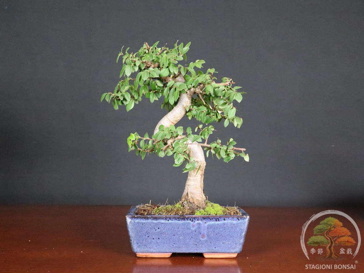 Bonsai di Zelkova (Olmo cinese) - vaso 20cm - immagine 2