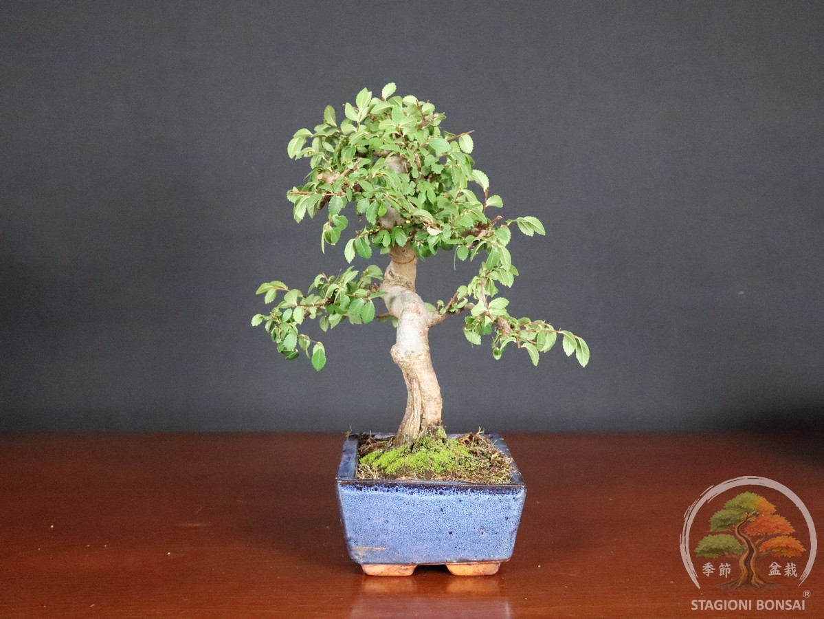 Bonsai di Zelkova (Olmo cinese) - vaso 20cm - immagine 3