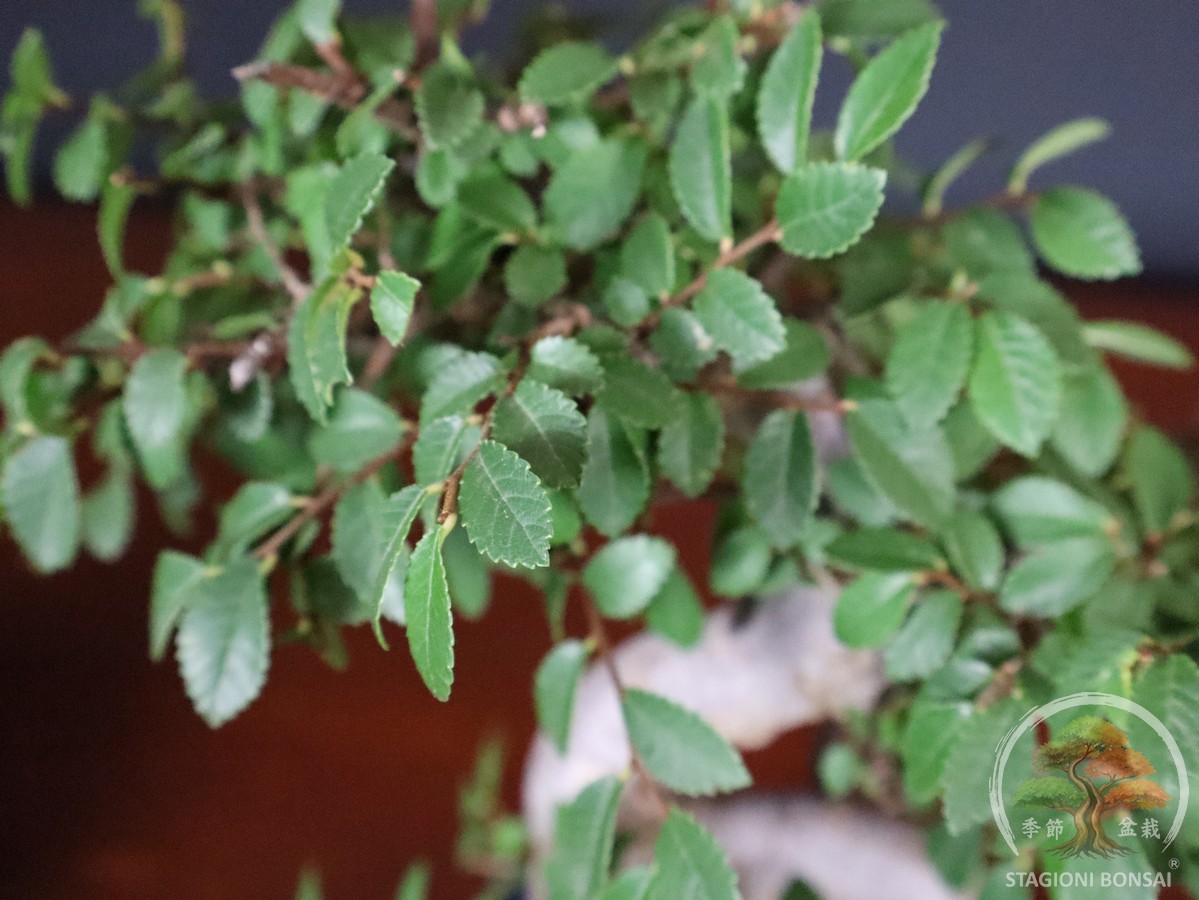 Bonsai di Zelkova (Olmo cinese) - vaso 20cm - immagine 7