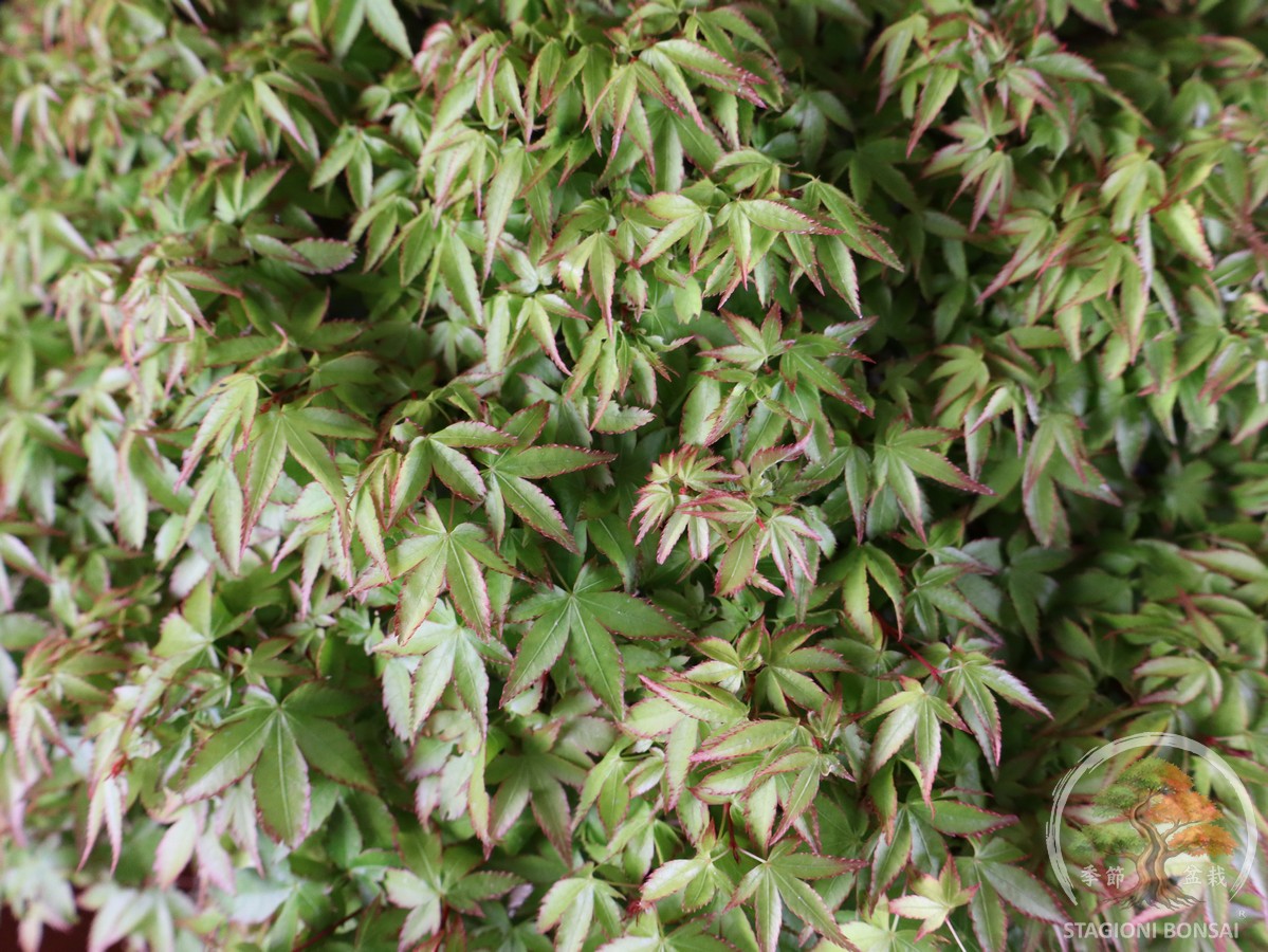 Acer palmatum Kiyohime - Acero palmato (26-050) - immagine 8