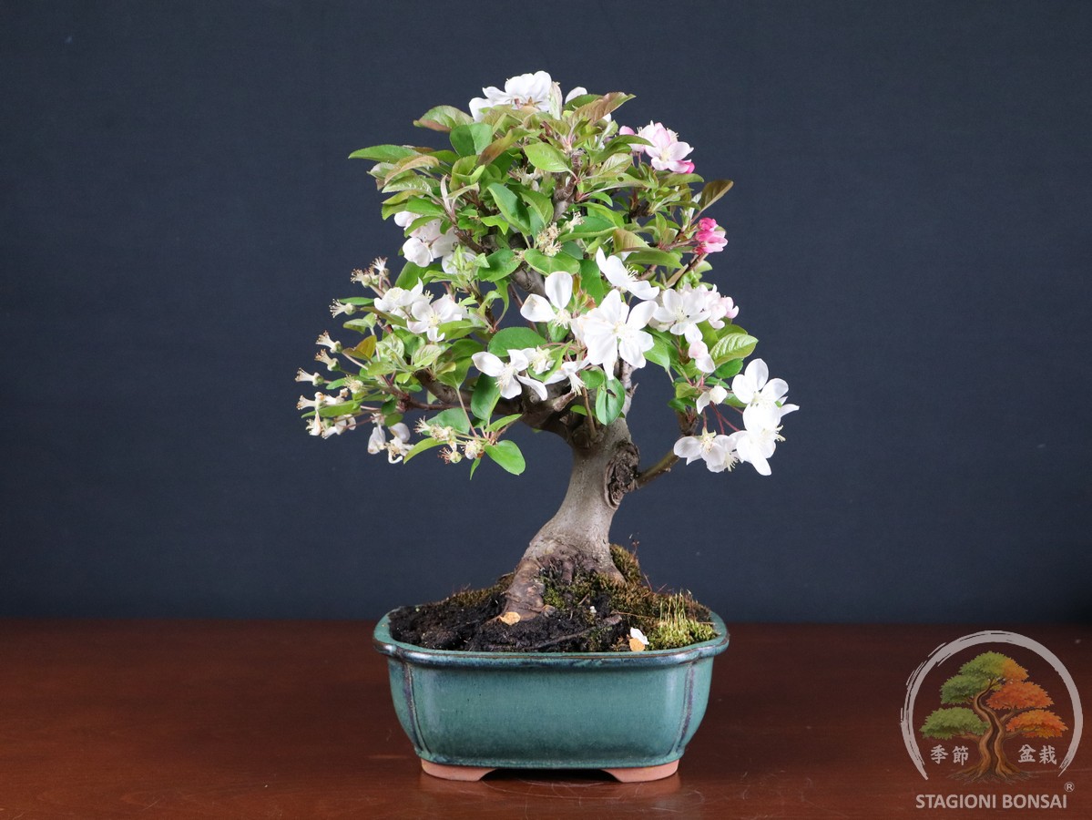 Malus 'Erwiam' (Melo bonsai da frutto) - fascia 150 €
