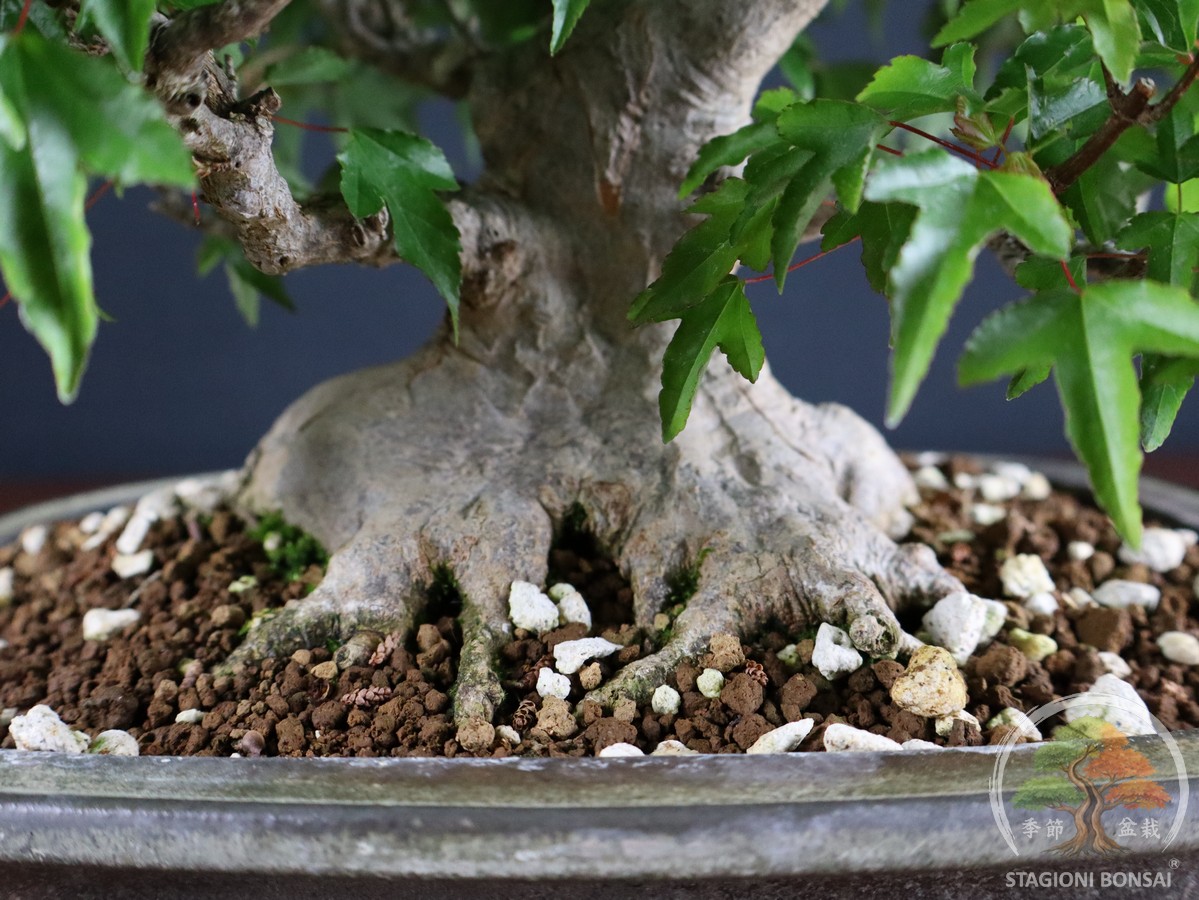 Acer buergerianum - acero tridente (25-034) - immagine 9