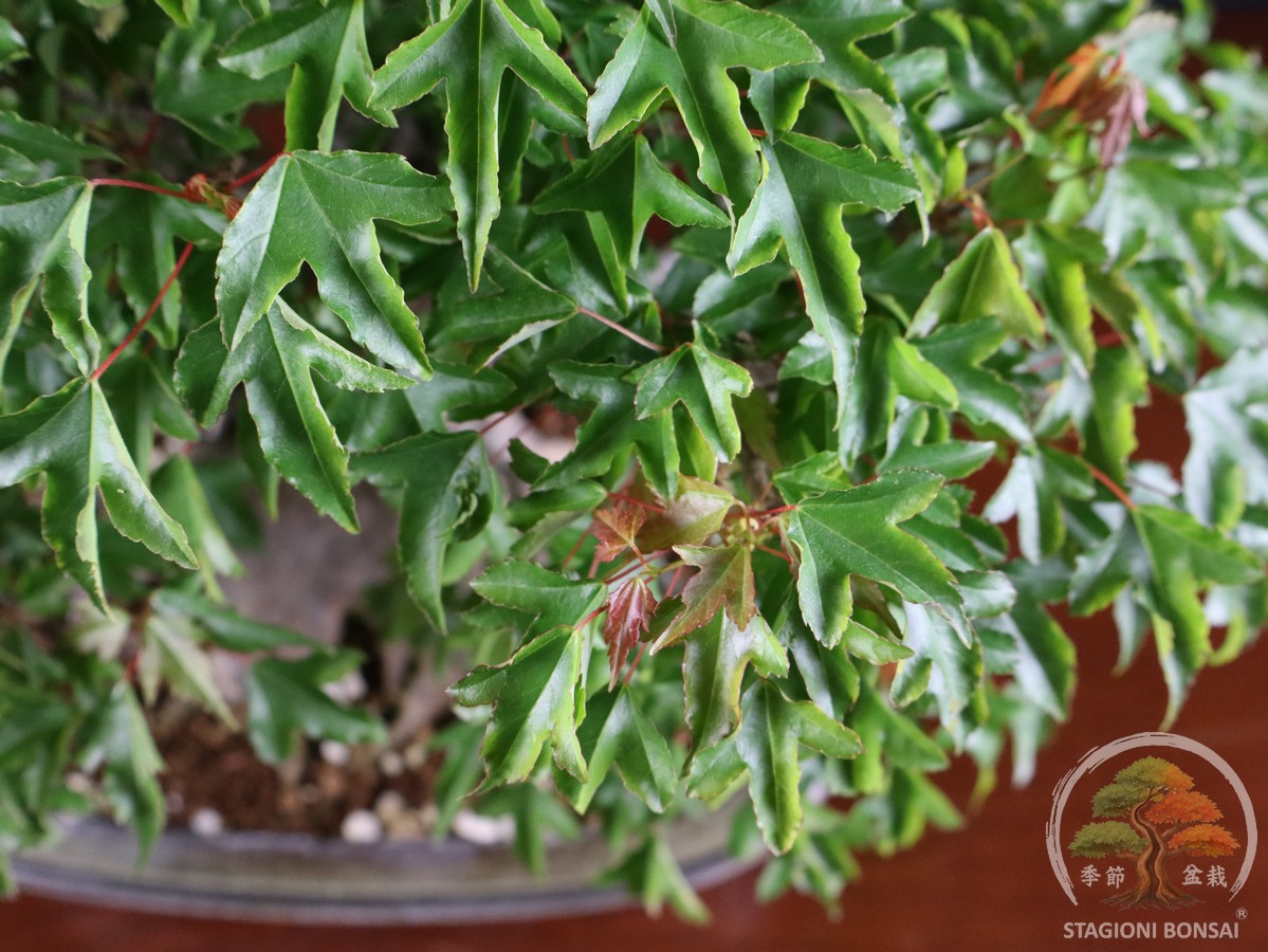Acer buergerianum - acero tridente (25-034) - immagine 7