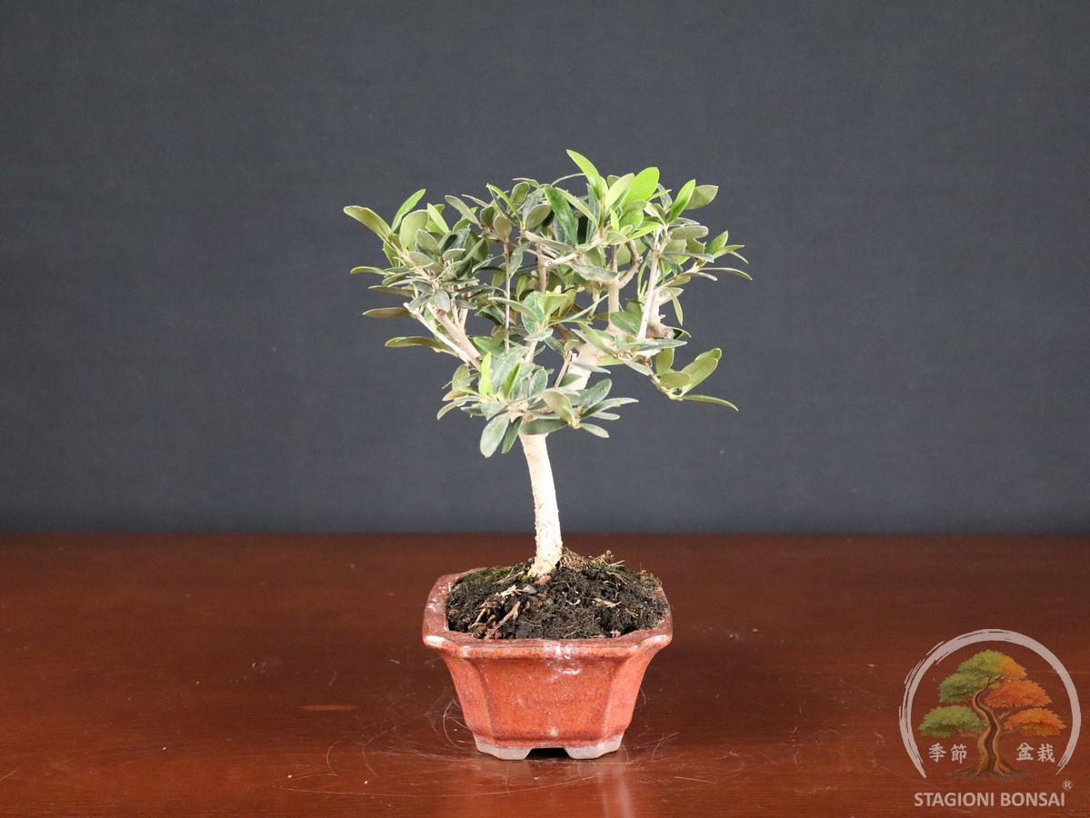 Olivo (Olea europaea) - fascia 40 € - immagine 2
