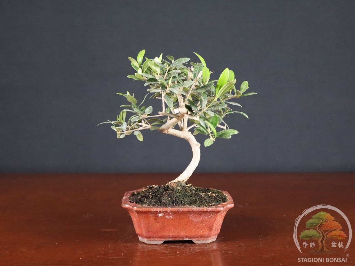 Olivo (Olea europaea) - fascia 40 € - immagine 3