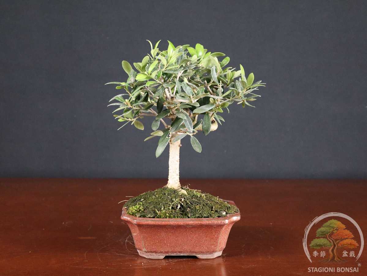 Olivo (Olea europaea) - fascia 45 €