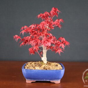 Acero palmato Deshojo - Acer palmatum (26-064)