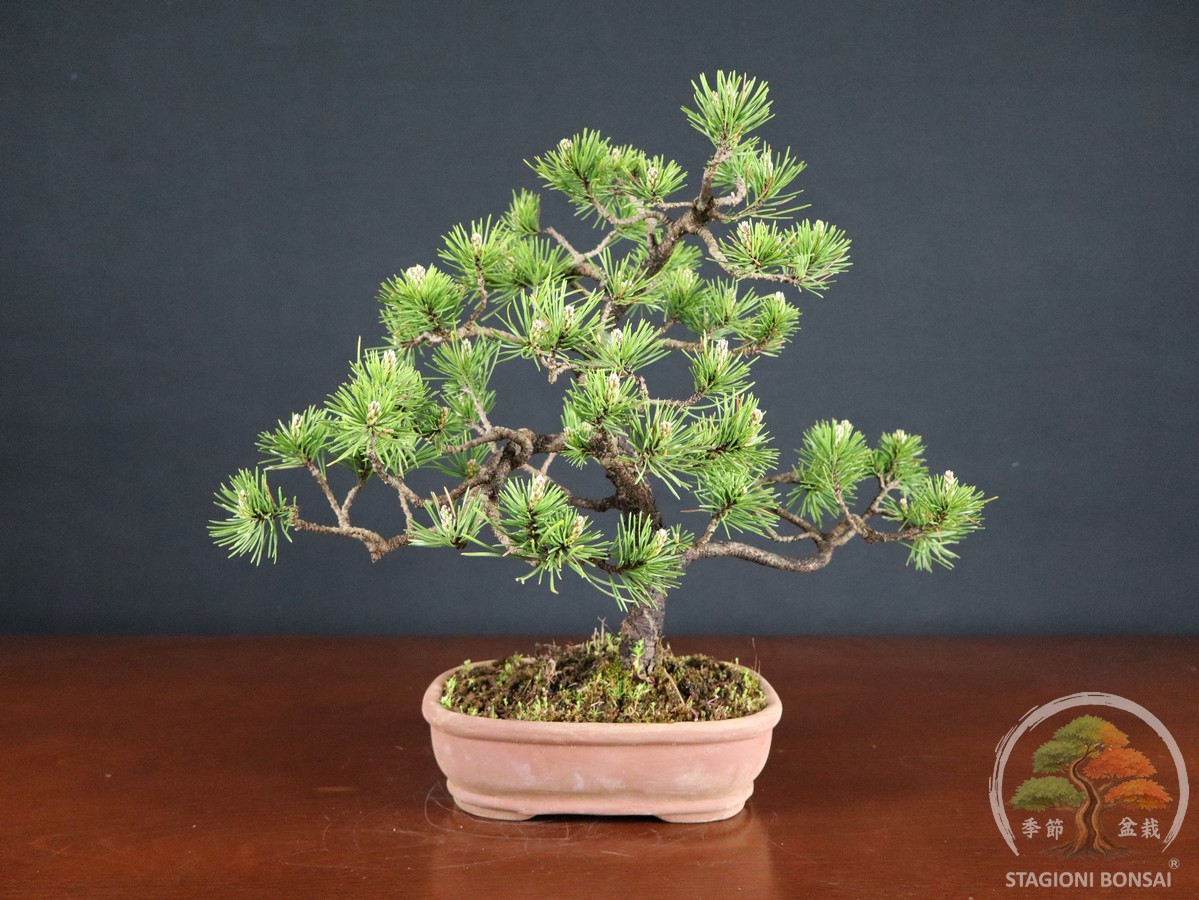 Pinus Mughus – Pino mugo (26-066) - immagine 3