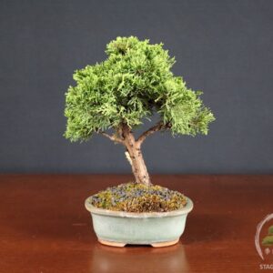 Juniperus Chinensis Itoigawa – Ginepro (26-067)