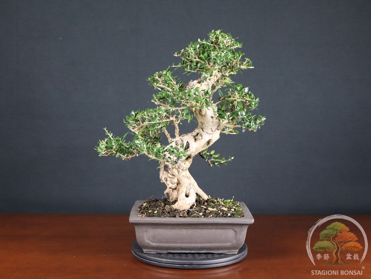 Olivastro - Olea europaea sylvestris (26-068)