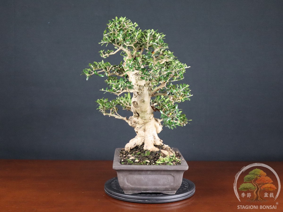 Olivastro - Olea europaea sylvestris (26-068) - immagine 2